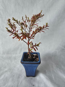 Bonsai False Heather ?