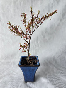 Bonsai False Heather ?