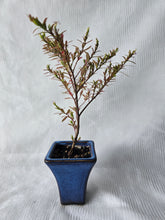 Load image into Gallery viewer, Bonsai False Heather ?
