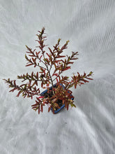 Load image into Gallery viewer, Bonsai False Heather ?
