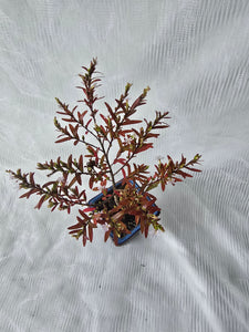 Bonsai False Heather ?