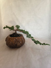 Load image into Gallery viewer, Bonsai Juniper Procumbens Nana
