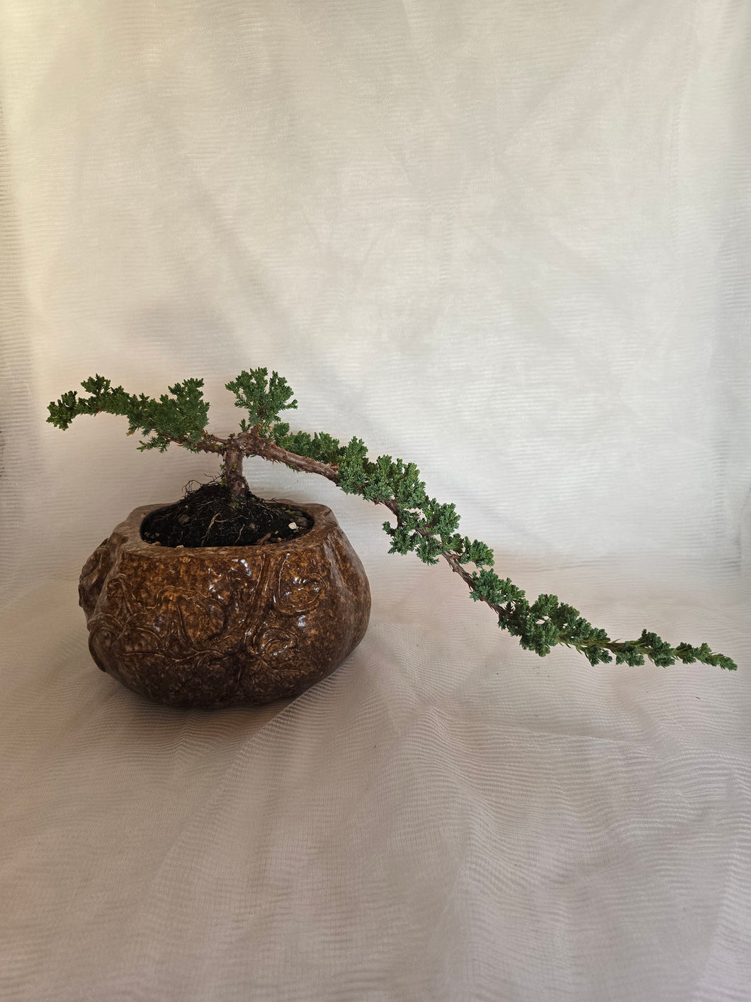 Bonsai Juniper Procumbens Nana