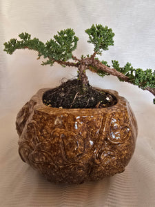 Bonsai Juniper Procumbens Nana