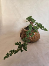 Load image into Gallery viewer, Bonsai Juniper Procumbens Nana
