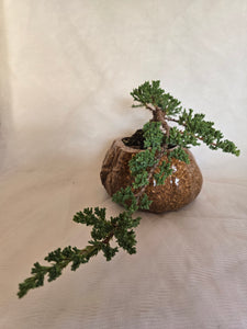 Bonsai Juniper Procumbens Nana