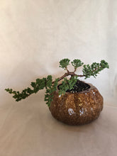 Load image into Gallery viewer, Bonsai Juniper Procumbens Nana
