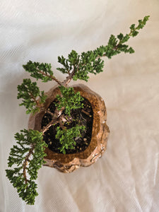 Bonsai Juniper Procumbens Nana