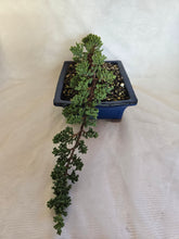 Load image into Gallery viewer, Bonsai Juniper Procumbens Nana
