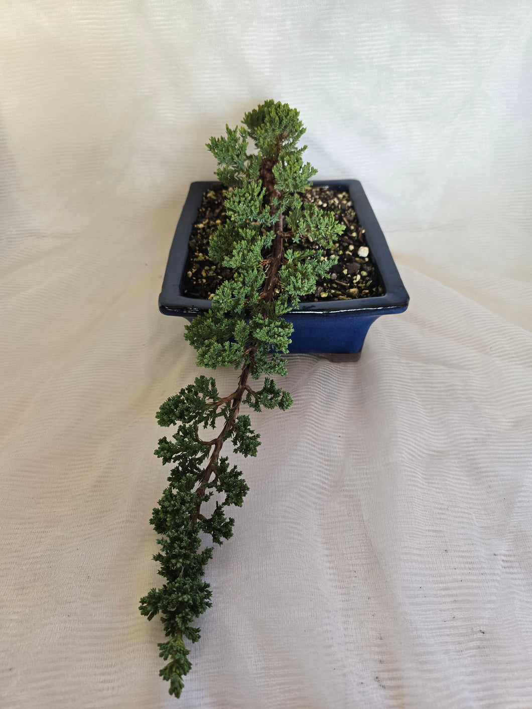Bonsai Juniper Procumbens Nana