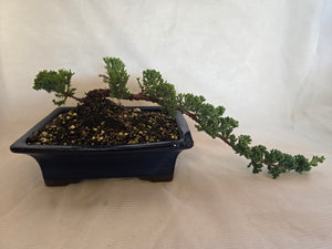 Bonsai Juniper Procumbens Nana