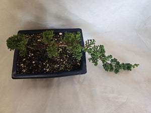 Bonsai Juniper Procumbens Nana