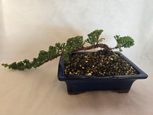 Load image into Gallery viewer, Bonsai Juniper Procumbens Nana

