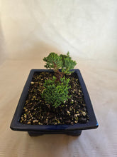 Load image into Gallery viewer, Bonsai Juniper Procumbens Nana
