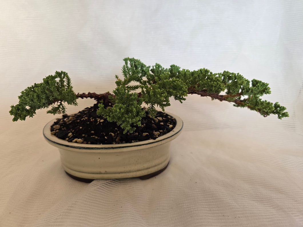 Bonsai Juniper Procumbens Nana