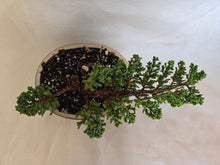 Load image into Gallery viewer, Bonsai Juniper Procumbens Nana
