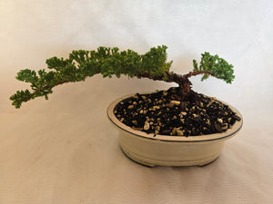 Bonsai Juniper Procumbens Nana