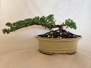 Bonsai Juniper Procumbens Nana