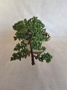 Bonsai Juniper Procumbens Nana