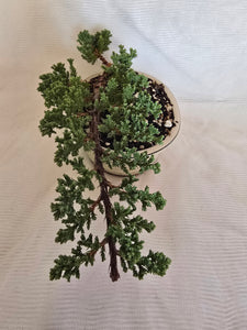 Bonsai Juniper Procumbens Nana