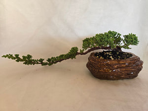 Bonsai Juniper Procumbens Nana