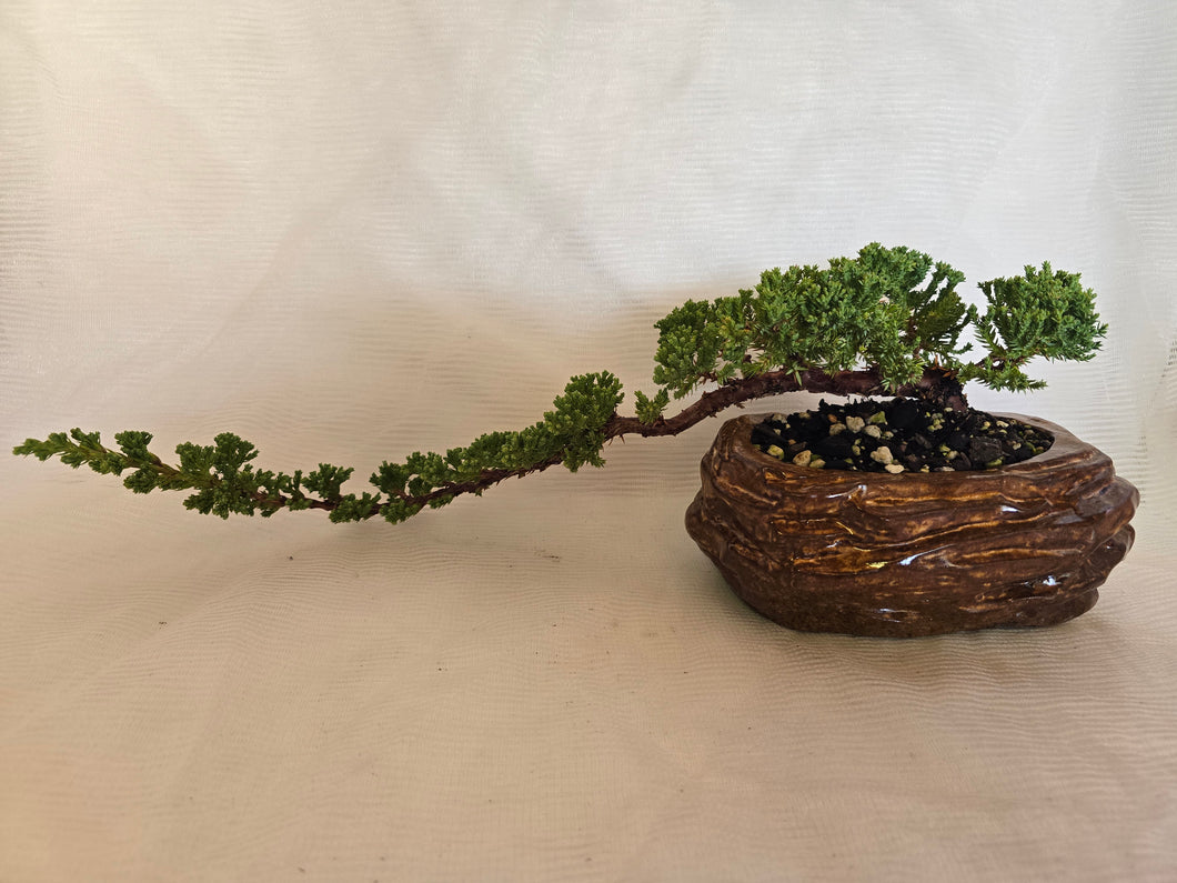 Bonsai Juniper Procumbens Nana