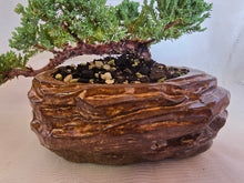 Load image into Gallery viewer, Bonsai Juniper Procumbens Nana
