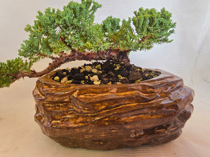 Bonsai Juniper Procumbens Nana