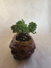 Load image into Gallery viewer, Bonsai Juniper Procumbens Nana
