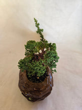 Load image into Gallery viewer, Bonsai Juniper Procumbens Nana
