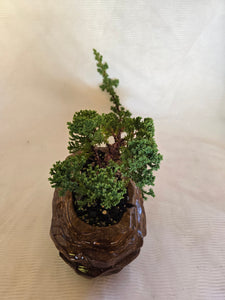 Bonsai Juniper Procumbens Nana