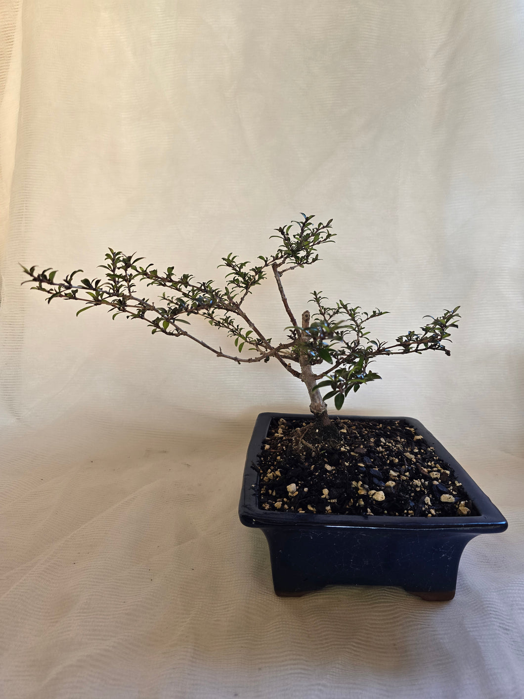 Bonsai Coprosma  Karo Red