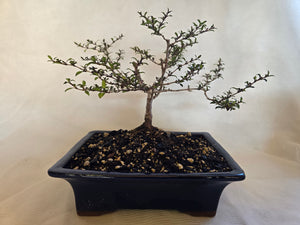 Bonsai Coprosma  Karo Red