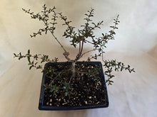 Load image into Gallery viewer, Bonsai Coprosma  Karo Red
