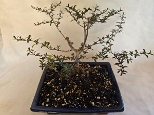 Bonsai Coprosma  Karo Red