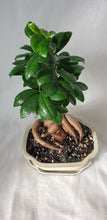 Load image into Gallery viewer, Bonsai Ficus
