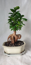 Load image into Gallery viewer, Bonsai Ficus
