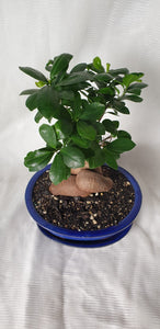 Bonsai Ficus