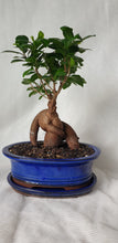 Load image into Gallery viewer, Bonsai Ficus
