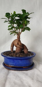 Bonsai Ficus