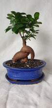 Load image into Gallery viewer, Bonsai Ficus
