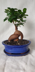 Bonsai Ficus