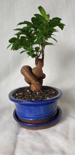 Load image into Gallery viewer, Bonsai Ficus
