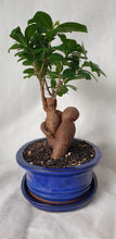 Load image into Gallery viewer, Bonsai Ficus
