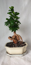 Load image into Gallery viewer, Bonsai Ficus
