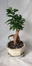 Load image into Gallery viewer, Bonsai Ficus
