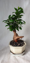 Load image into Gallery viewer, Bonsai Ficus
