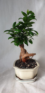 Bonsai Ficus