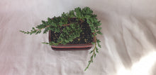 Load image into Gallery viewer, Bonsai Juniper Procumbens Nana
