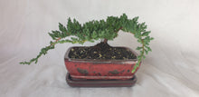 Load image into Gallery viewer, Bonsai Juniper Procumbens Nana
